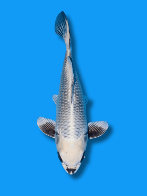 Short Body Wagoi Kikokuryu | Koi&Co.